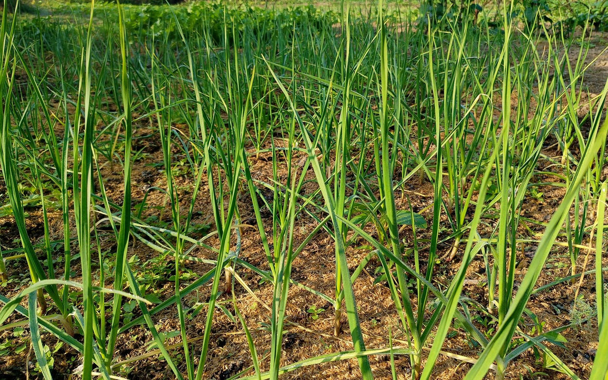 Rows of young garlic plants growing in a mulched garden bed