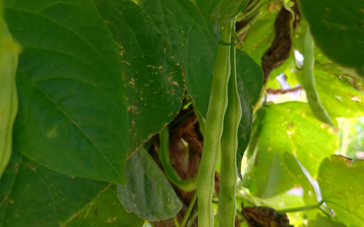 Green pole bean pods hanging from a climbing bean vine