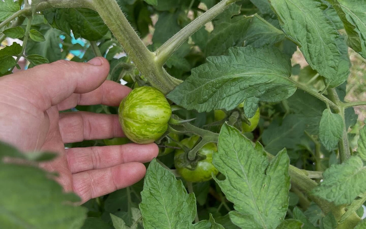 How to Grow Big Tomatoes