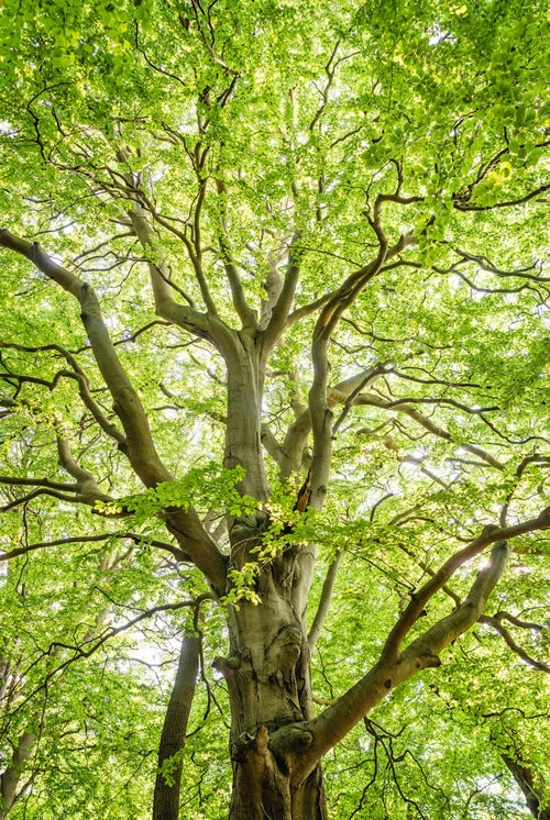 What Is the Soil Food Web (and Why It Changes Everything)?