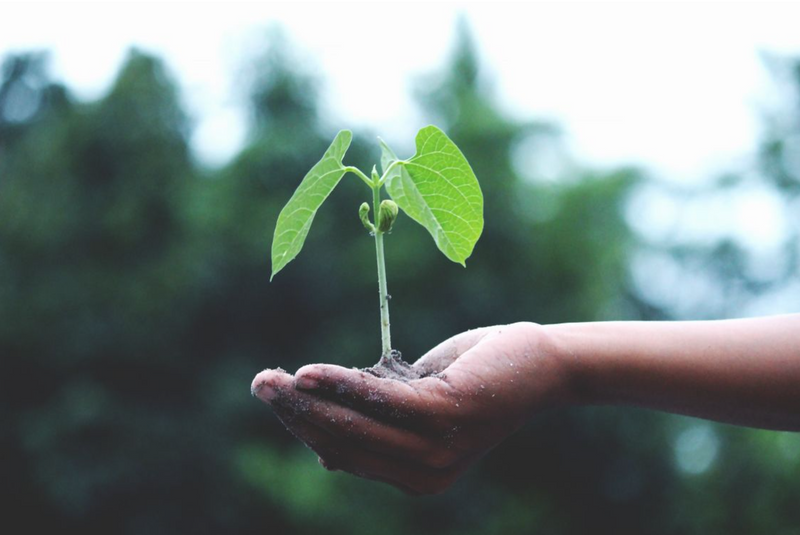 Sustainable Practices